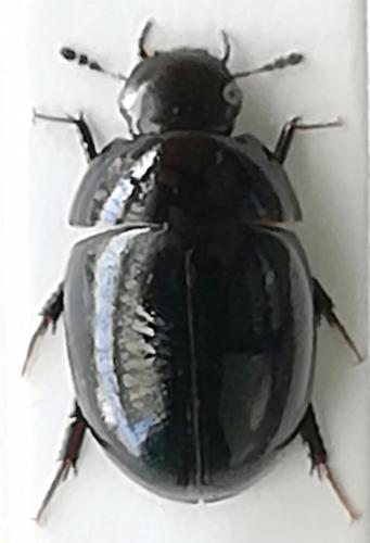 Coelostoma hispanicum